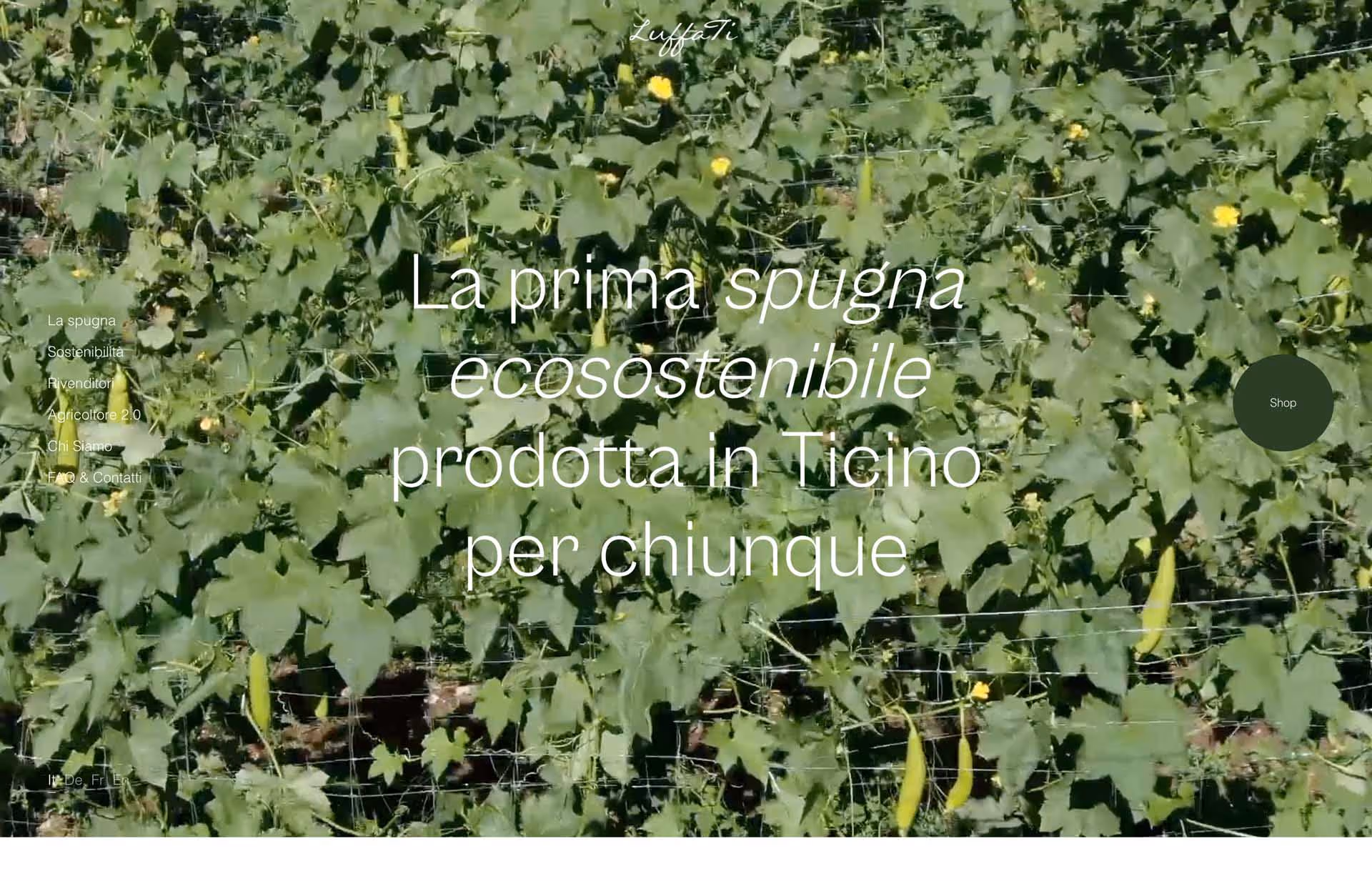 Green plants with yellow flowers growing on wire trellises with Italian text about an eco-sustainable sponge produced in Ticino overlaid.