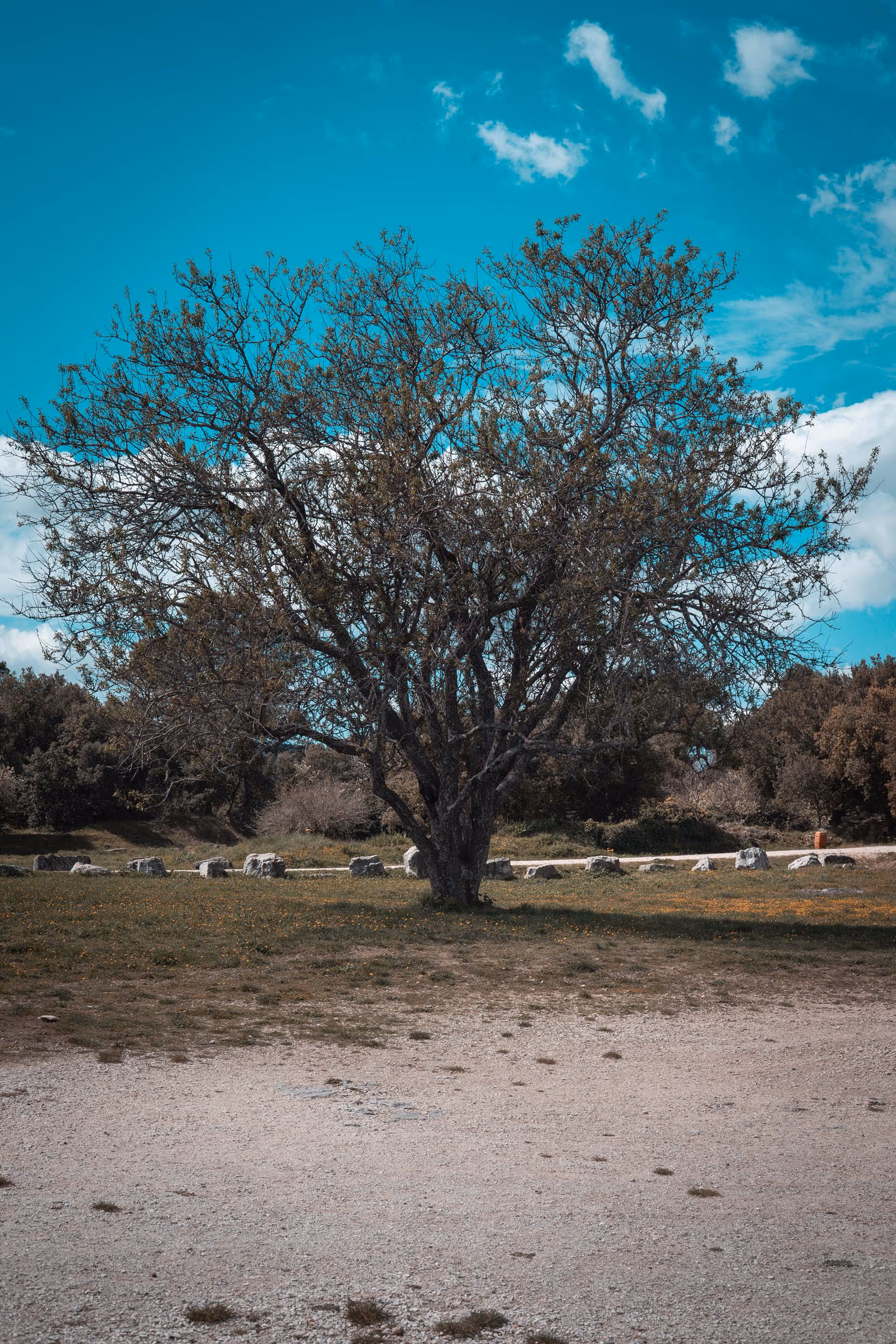 Leafless tree standing in a grassy field with scattered rocks and green bushes under a bright blue sky with some clouds.