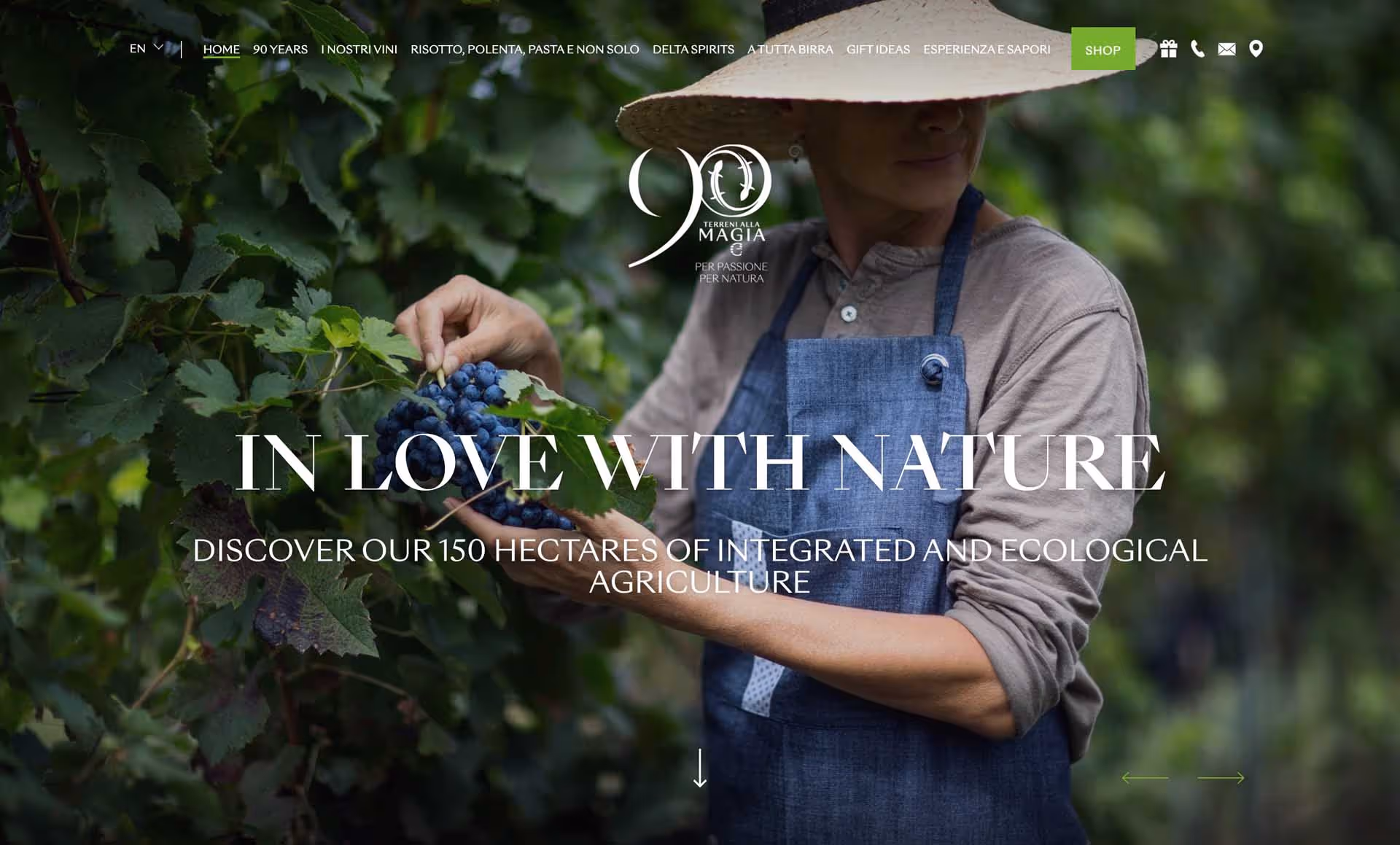Person wearing a hat and apron holding a bunch of dark grapes in a vineyard surrounded by green leaves.